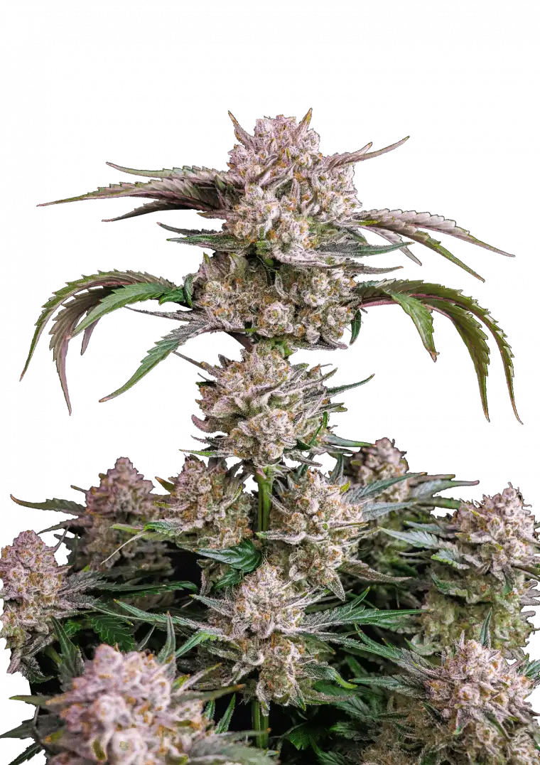 Strawberry Gorilla Auto - American Autoflower Cup Winner